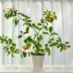 [Plantes dans la maison] 5 plantes et couleurs parfumées
