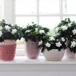 [Biljke u kući] 5 mirisne biljke i boje
