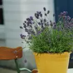 [Talossa olevat kasvit] 5 tuoksuva kasvit ja värit