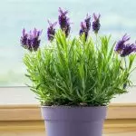 [房子里的植物] 5种芬芳的植物和颜色