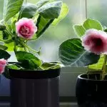 [房子里的植物] 5种芬芳的植物和颜色