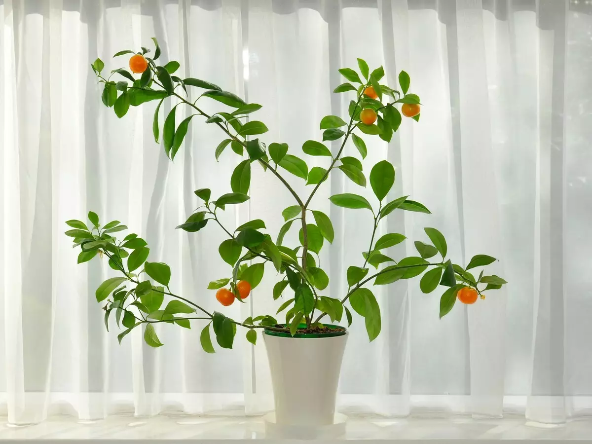 [Rośliny w domu] 5 pachnących roślin i kolorów