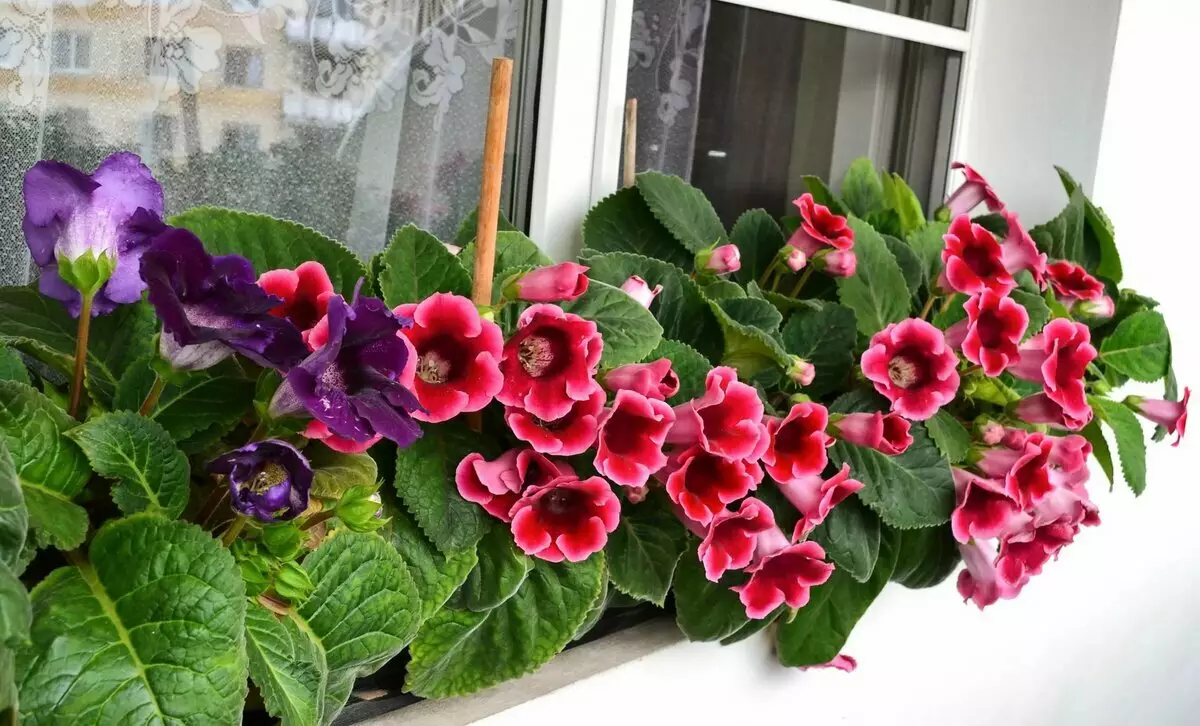 [Talossa olevat kasvit] 5 tuoksuva kasvit ja värit