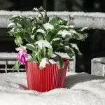 Bagaimana untuk mengangkut tumbuh-tumbuhan dalaman di musim sejuk?