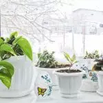 Hvordan transporterer du indendørs planter om vinteren?
