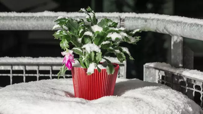 Com transportar plantes cobertes a l'hivern?