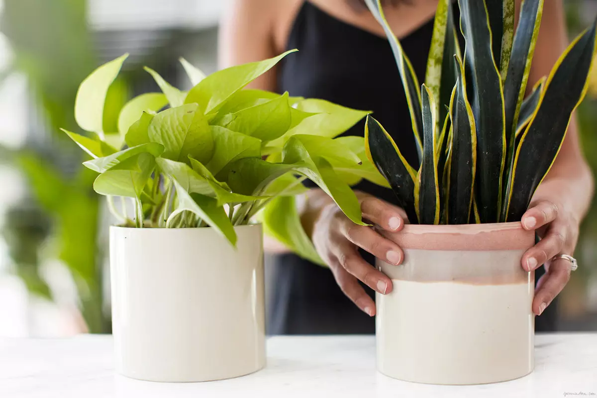 ¿Cómo transportar plantas cubiertas en invierno?