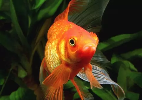Com es pot reproduir peixos en un estany a la casa, quins peixos són millors per criar?