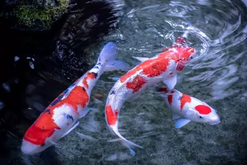 Com es pot reproduir peixos en un estany a la casa, quins peixos són millors per criar?