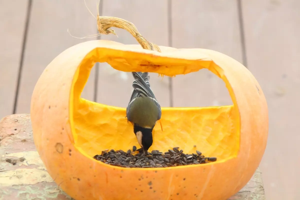 Alimentatori per gli uccelli nel giardino d'autunno con le loro mani