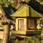 Хранилки за птици в есенната градина със собствените си ръце