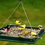 Feeders for birds in the autumn garden with their own hands