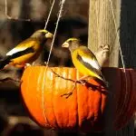 Alimentatori per gli uccelli nel giardino d'autunno con le loro mani