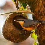 Feeders for birds in the autumn garden with their own hands