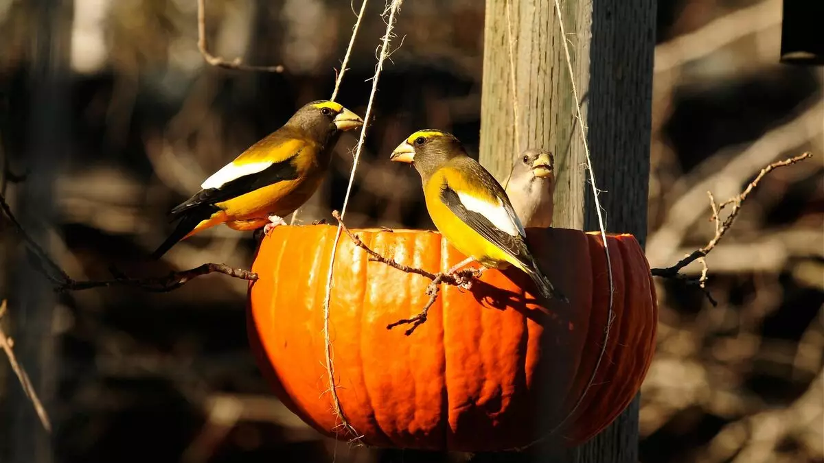 מזינים לציפורים בגן הסתיו עם הידיים שלהם