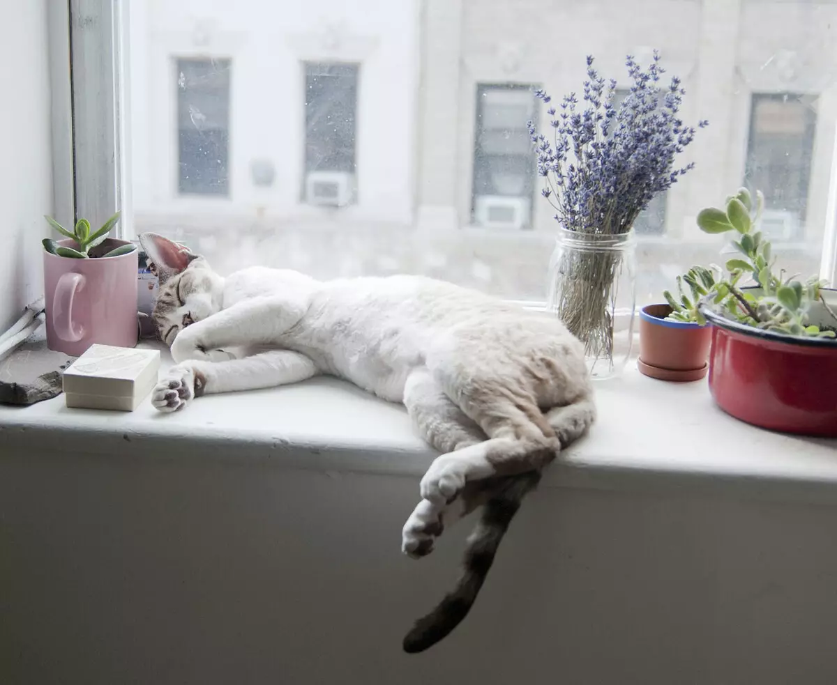 Top 5 Räte für Apartment Design Wenn Sie eine Katze haben
