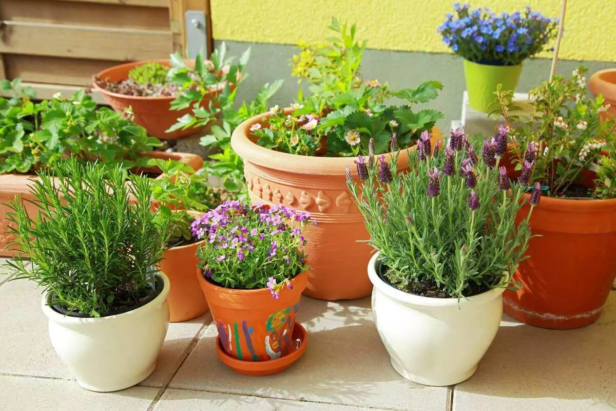 [Plantas da casa] Que plantas deben ser tomadas da casa de campo ao apartamento para o inverno?