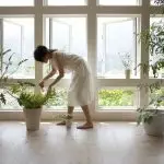 [Plantas en la casa] ¿Qué plantas deben tomarse de la casa de campo al apartamento para el invierno?