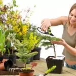 [Biljke u kući] Koje biljke treba uzeti iz vikendice u stan zimi?