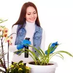 [Planter i huset] Hvilke planter skal tas fra hytta til leiligheten for vinteren?