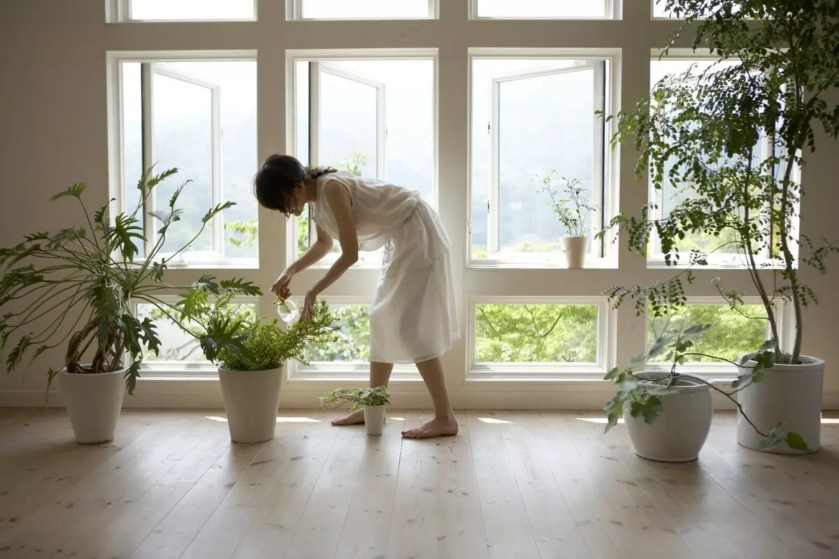 [Plantes a la casa] Quines plantes s'han de prendre de la casa a l'apartament per a l'hivern?