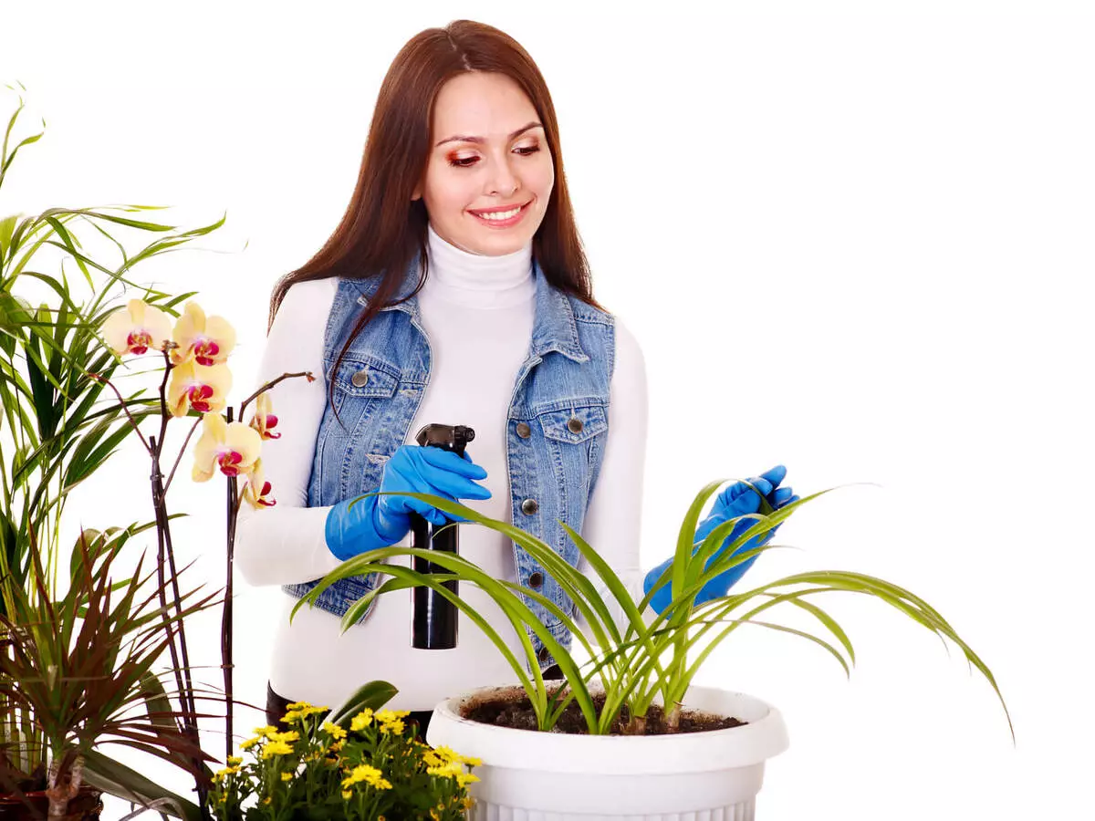 [Planten in het huis] Welke planten moeten voor de winter uit het huisje naar het appartement worden gehaald?
