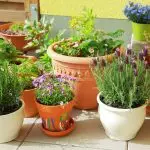 [Рослини в будинку] Які рослини варто взяти з дачі в квартиру на зиму?