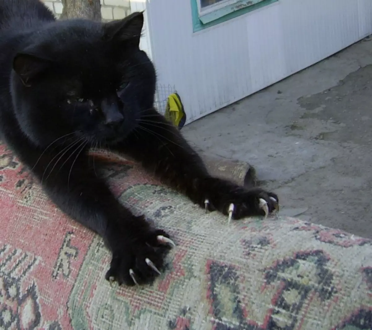 Котик с черными когтями