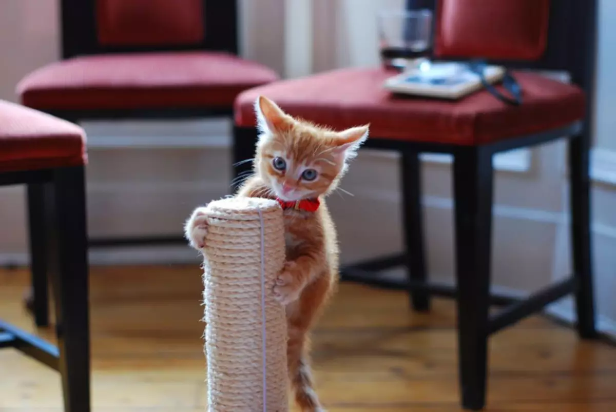 De bästa 5 tipsen: hur man tar en katt att knulla möbler och tapeter