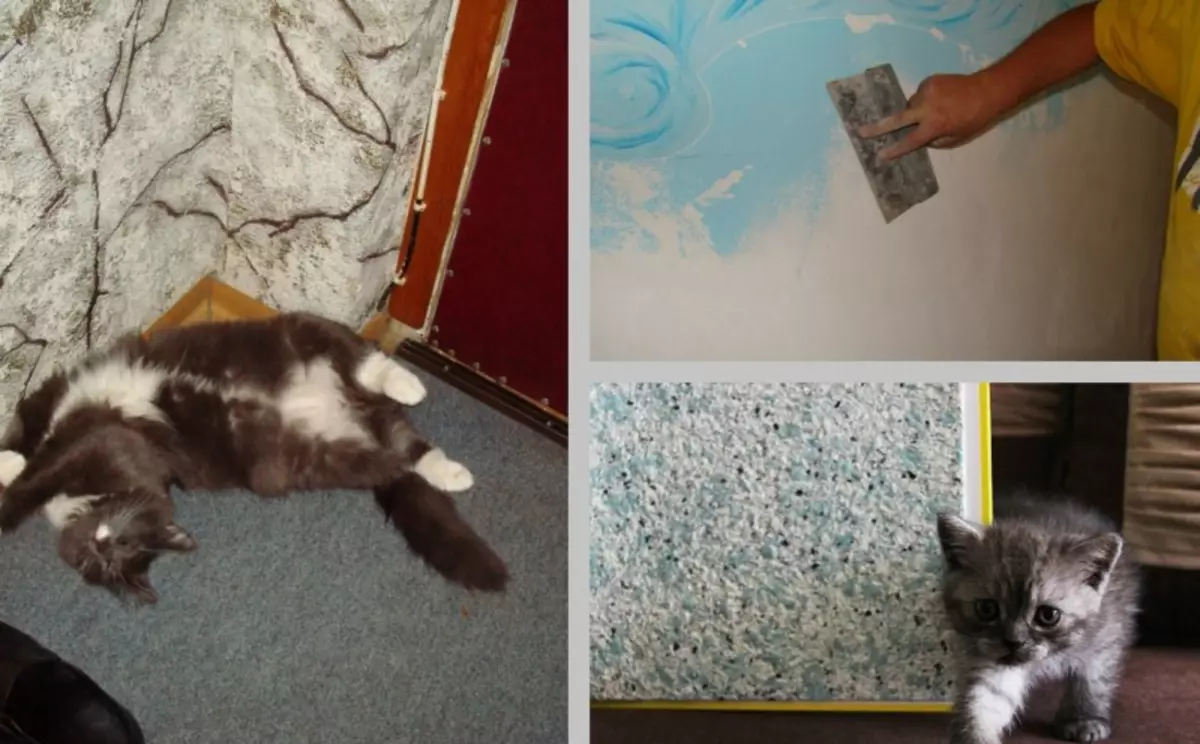 최고의 5 팁 : 가구와 벽지를 망할 고양이를 낳는 방법