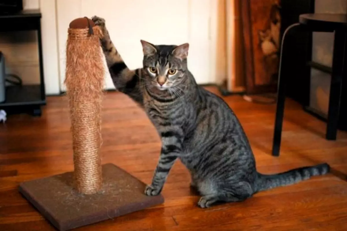 Labākie 5 padomi: kā to noķert kaķi, lai izdrāzt mēbeles un tapetes