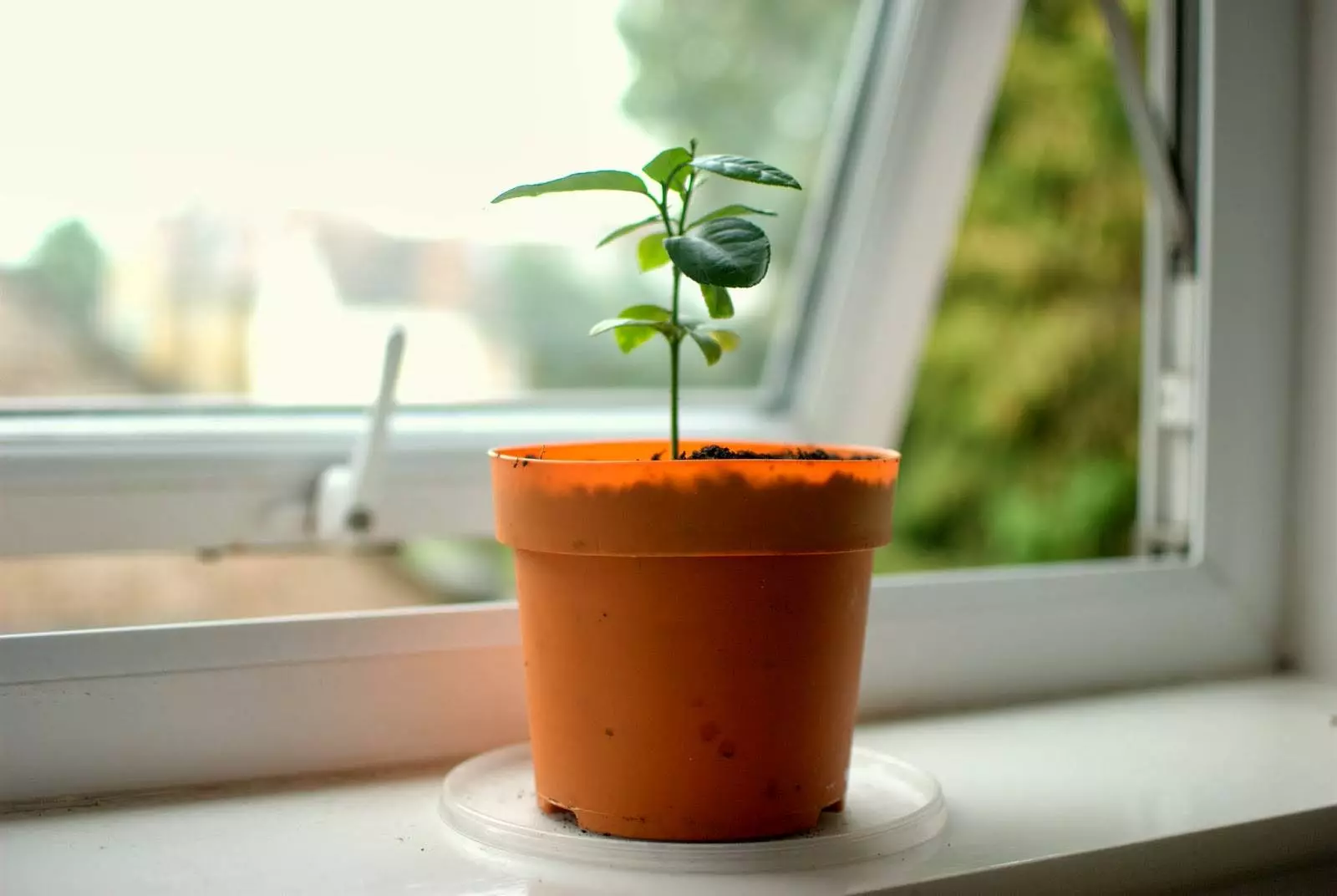 [Plantas da casa] Como cultivar unha árbore de limón na casa?