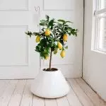 [Рослини в будинку] Як виростити лимонне дерево вдома?