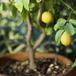 [집안의 식물] 집에서 레몬 나무를 자라는 방법은 무엇입니까?