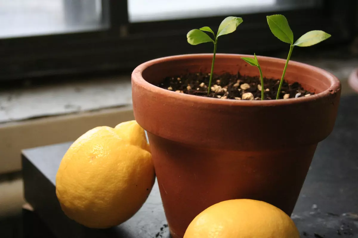 [Mga tanum sa balay] Giunsa ang pagtubo sa usa ka kahoy nga lemon sa balay?