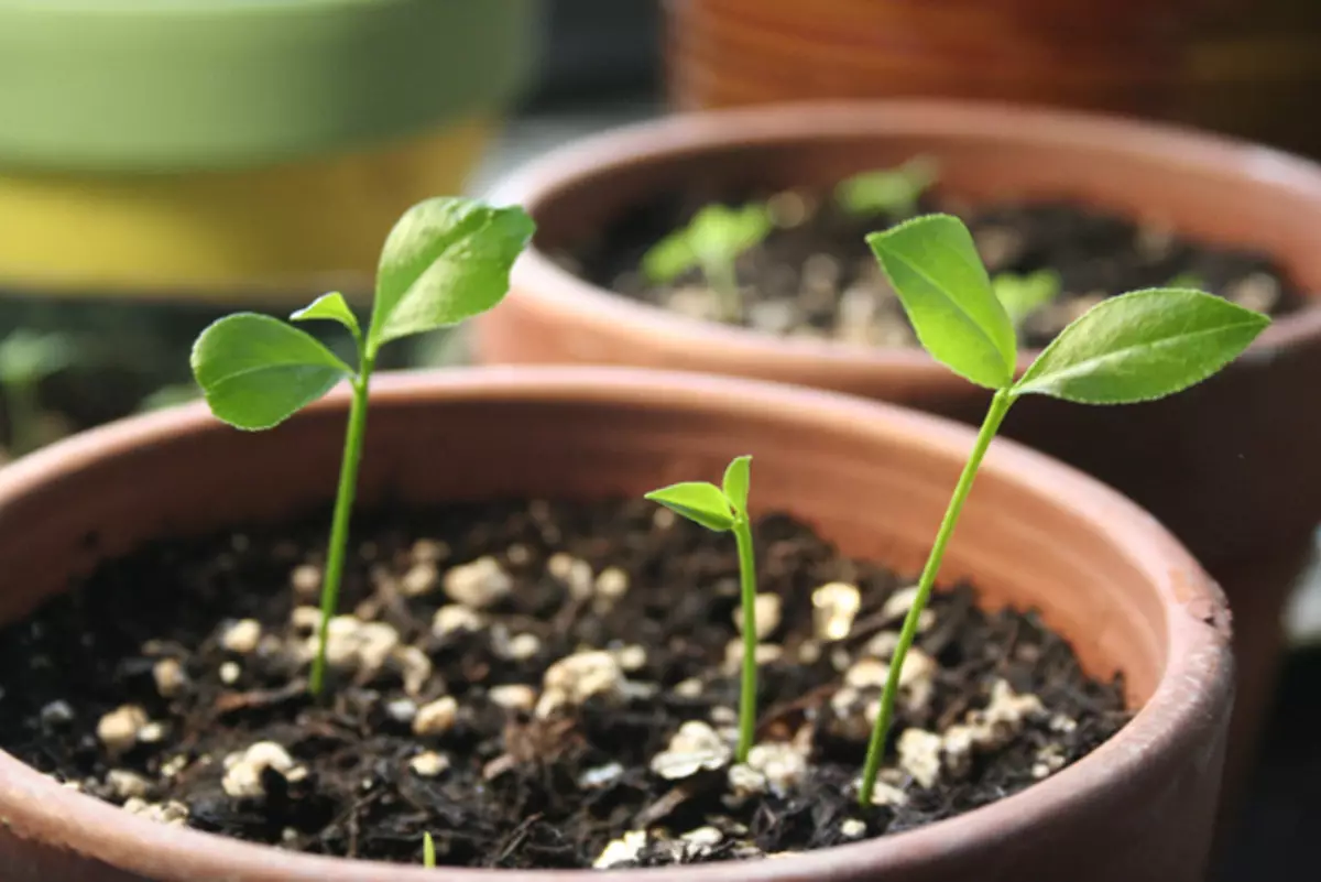 [房子里的植物]如何在家里种植柠檬树？