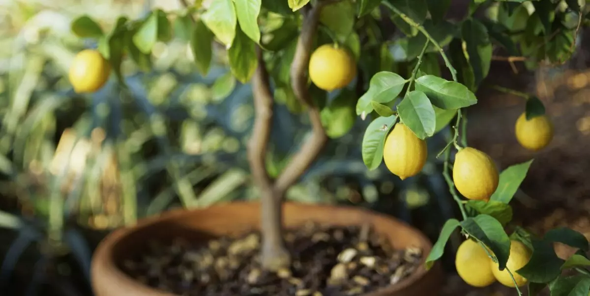 [Tumbuhan di rumah] Bagaimana untuk menanam pokok lemon di rumah?