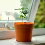 [Biljke u kući] Kako rasti limuno drvo kod kuće?