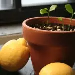 [집안의 식물] 집에서 레몬 나무를 자라는 방법은 무엇입니까?