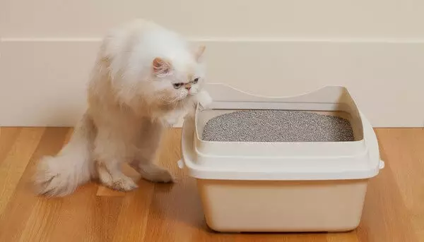 카펫의 고양이 소변의 냄새를 없애는 방법