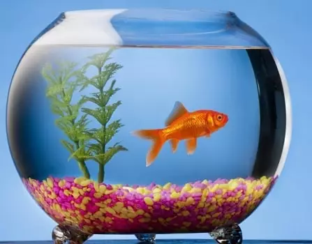 Интересни опции како да се украсуваат аквариум