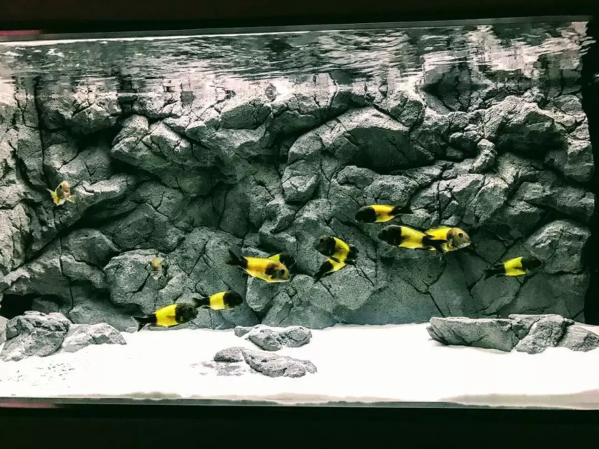 Интересни опции како да се украсуваат аквариум