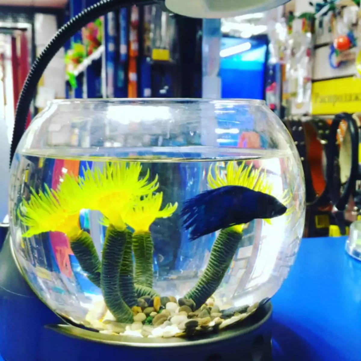 Opcions interessants Com decorar aquari