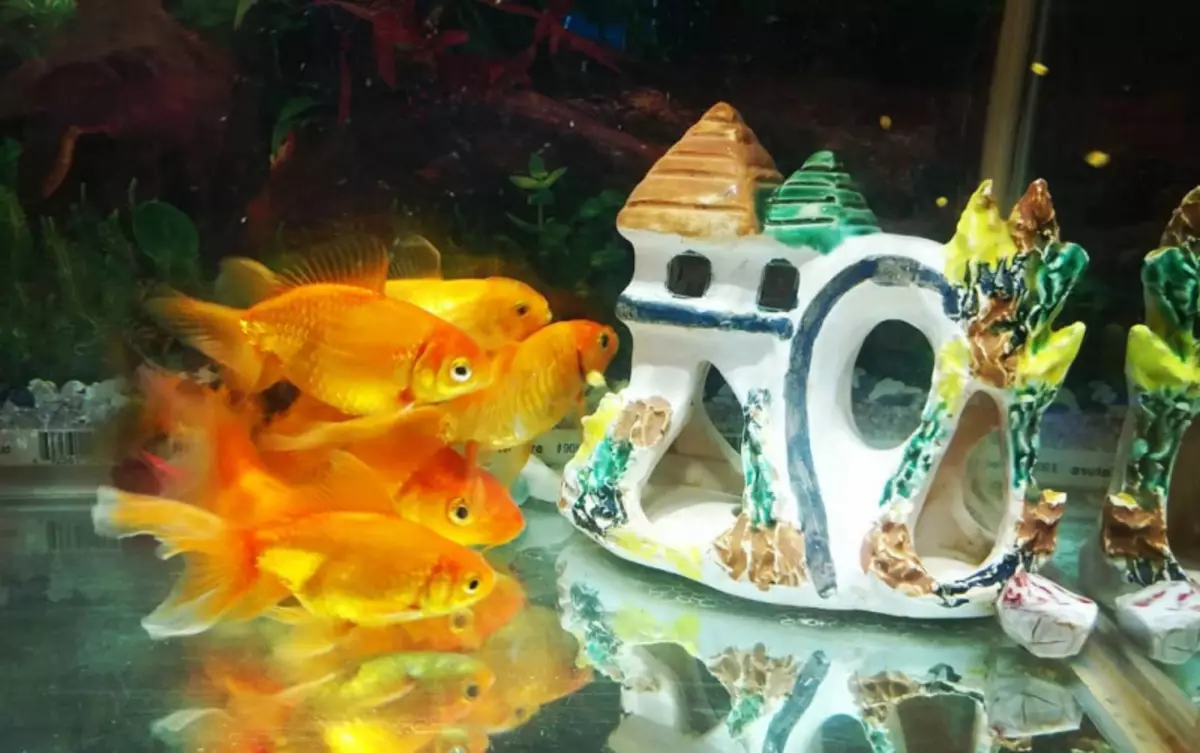 Intressanta alternativ Hur man dekorerar akvariet