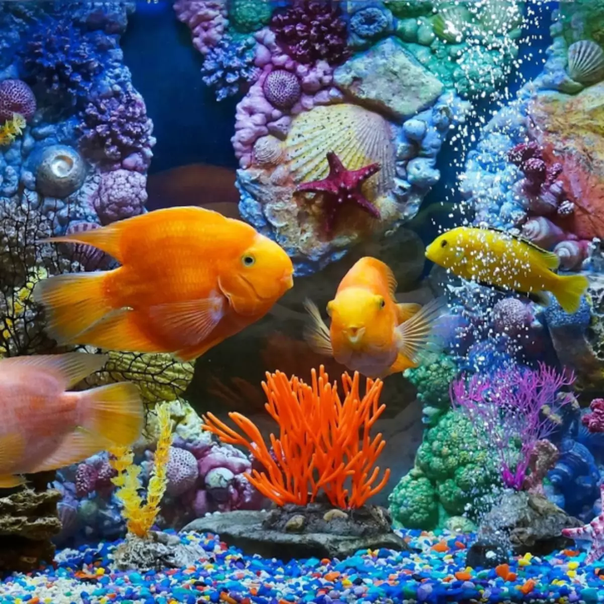 Pilihan menarik Cara Dekhierasi Aquarium