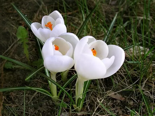 Koje cvijeće stavljaju u zemlju u proljeće