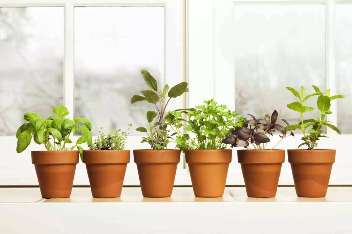 [Plantes a la casa] Herbes que creixen en gran mesura a l'hivern a la finestra