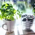[Pepelakan di bumi] herbal anu langkung ageung dina usum tiris dina windowsill