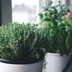 [Planten in het huis] Kruiden die in de winter sterk groeien op de vensterbank