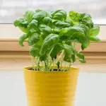 [Taimed maja] maitsetaimed, mis kasvavad Windowsilli talvel väga suuresti